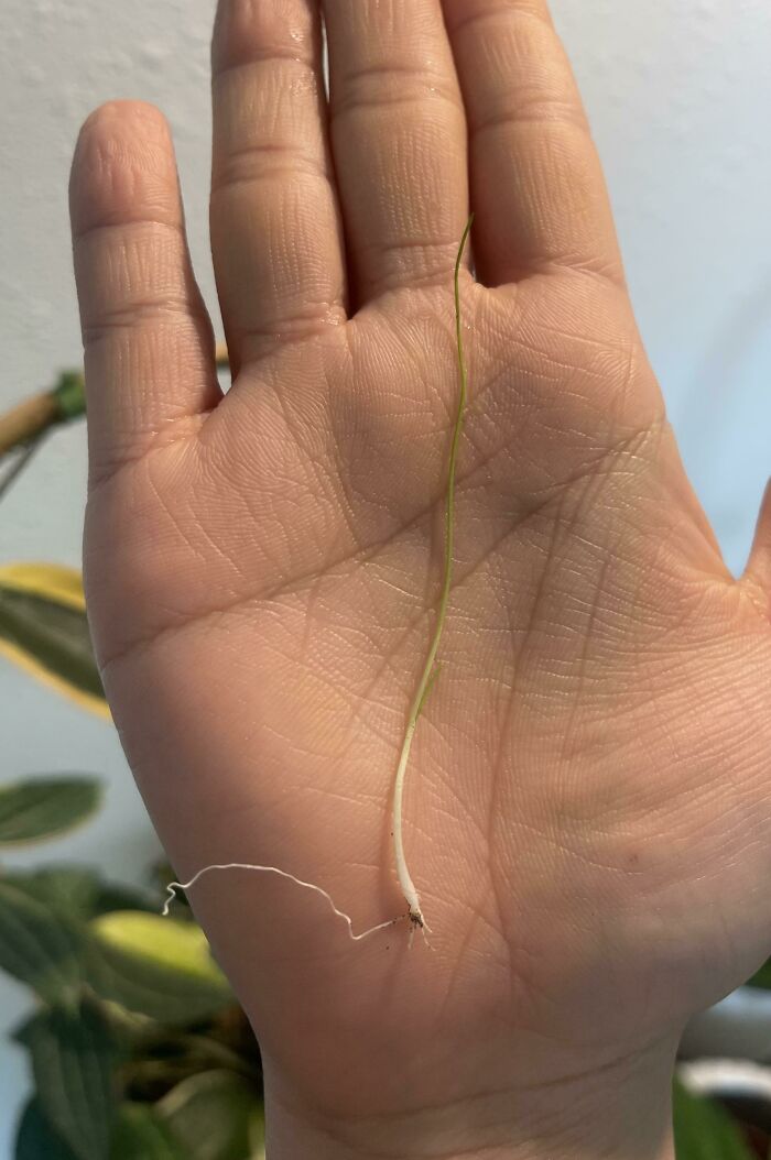 Time To Make Some Scallion Pancakes