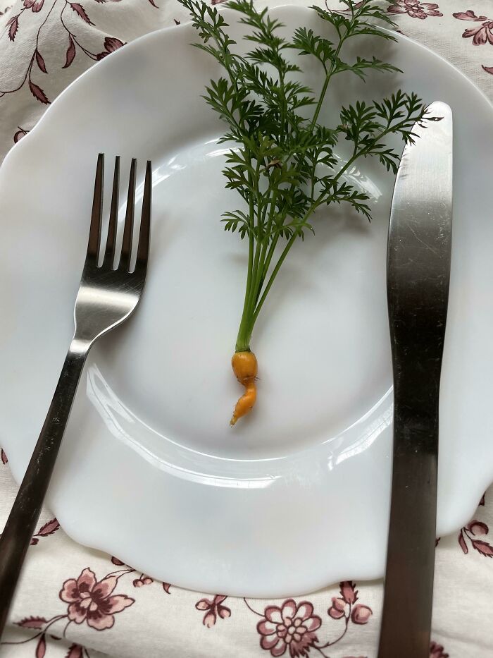 Three And A Half Months Delivered This Beast Just In Time For Our Village’s Annual Easter Feast