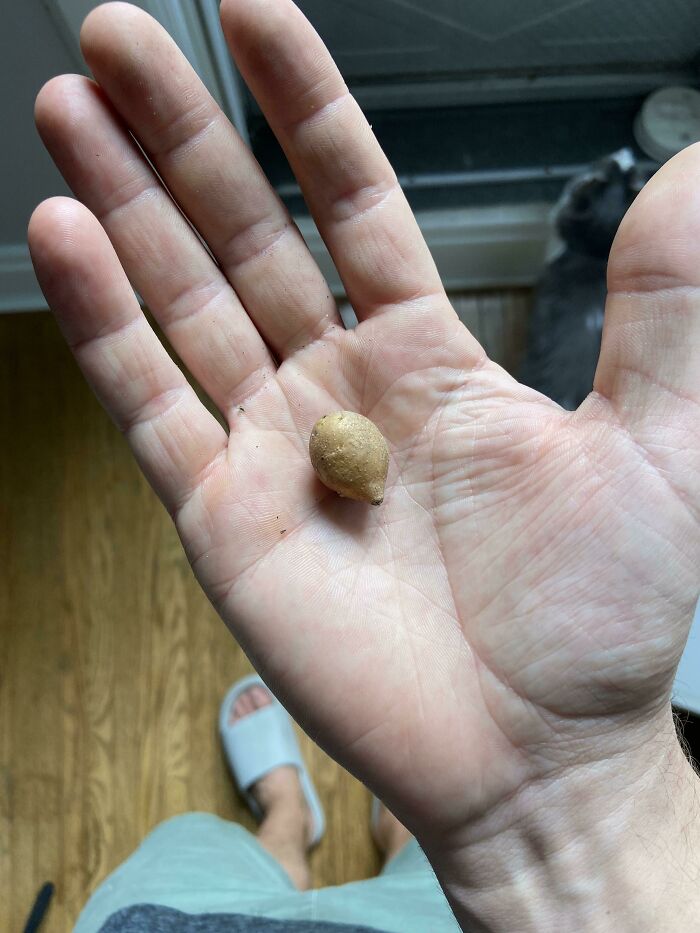 Just Harvested An Entire Bag Of Lays Chips Worth Of Potato!