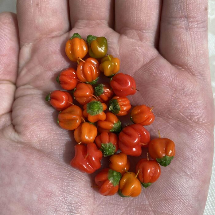 With These Peppers, I Shall Spice A Thousand Dishes!