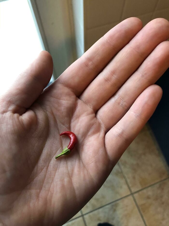 I Am So Proud Of My Chili. She Did Her Best