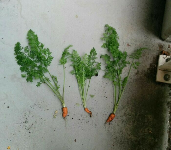 Months Of Labour Have Finally Paid Off