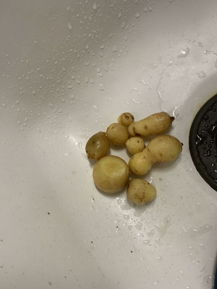 This Is My Harvest From 3 Different Potato Plants. Don’t Worry, They Tasted Terrible Too