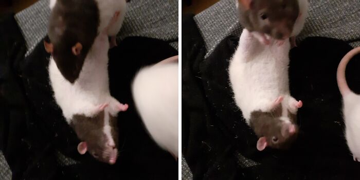 "I Iz Killed!" - Incredible Little Drama Queens