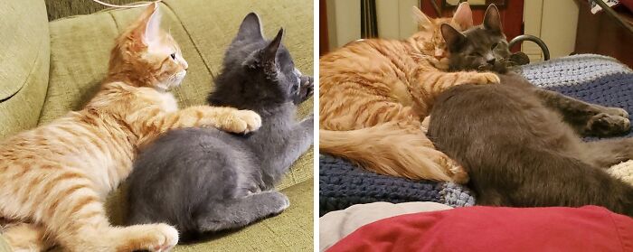 Snafu And Fubar - 72 Hours After Coming Home In 2020 vs. Last Week