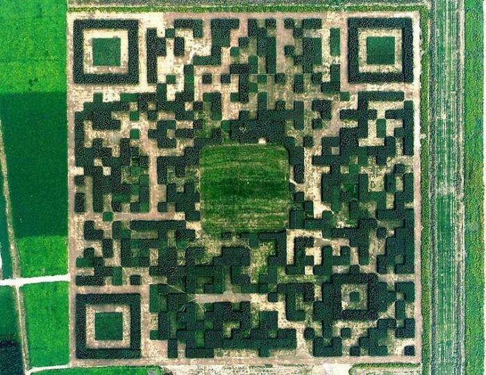 In An Effort To Boost Tourism The Xinhua Village In China Built A Giant Qr Code From 130,000 Trees So It Can Be Scanned By Passing Planes