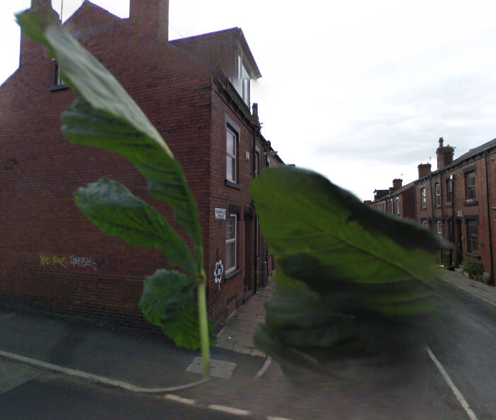 The Leaves Are Covering The Camera!