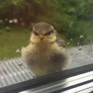 alondraromero avatar