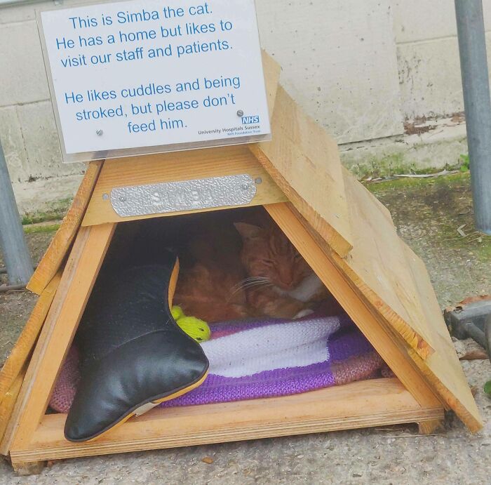 My Local Hospital Has Provided A House For A Cat That Frequently Visits