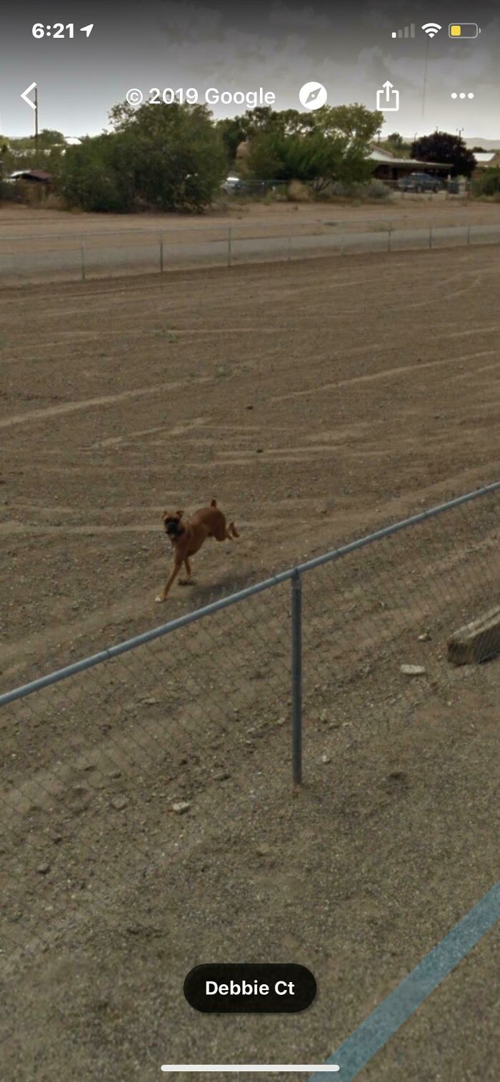 My Dog Died A Few Years Ago But When I Look At Google Maps She’s Still There Chasing The Street Car