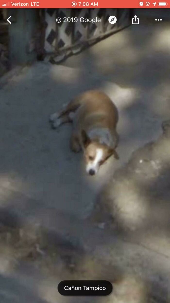 Caught My Dog Chilling In The Main Entrance Of My House On Google Maps, It’s Been Over 1 Year Since He Passed Away