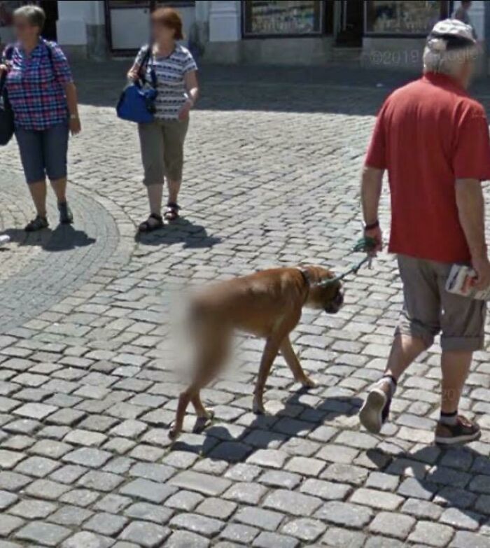 This Dog’s Blurred Butt