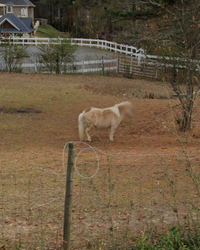 Google Street View Blurred Out My Horses Face