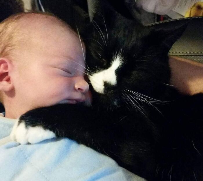 Cat And Baby