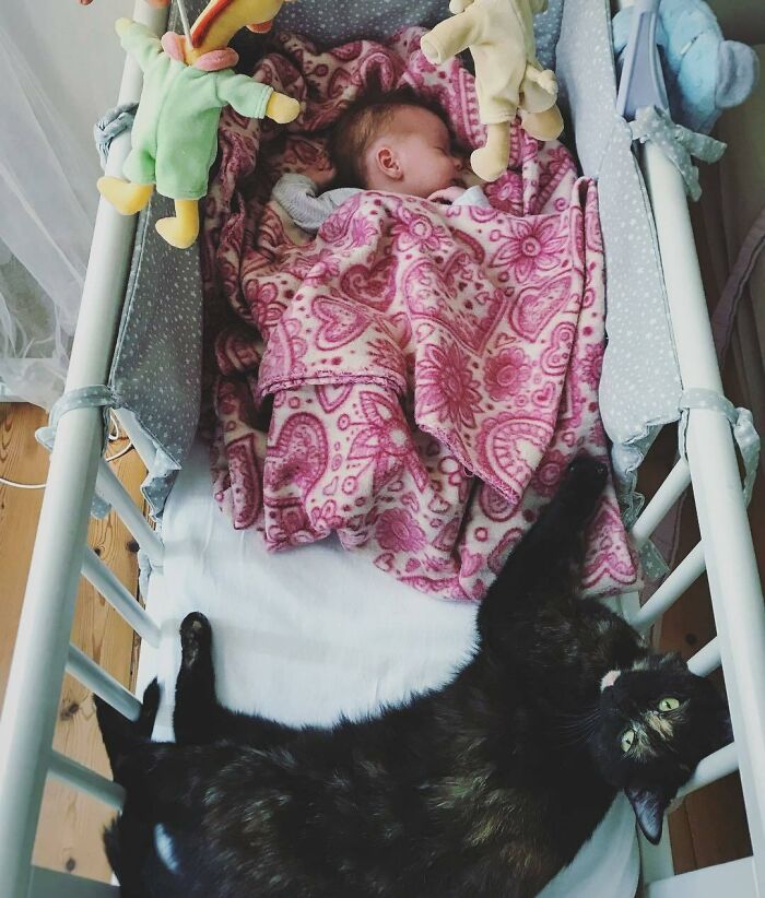 She Purrs And Takes Care Of Children. It's Hard To Dream Of A Better Cat