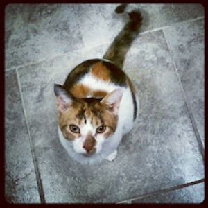 kerstenpolena avatar