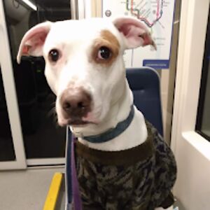 shiloechentnik avatar