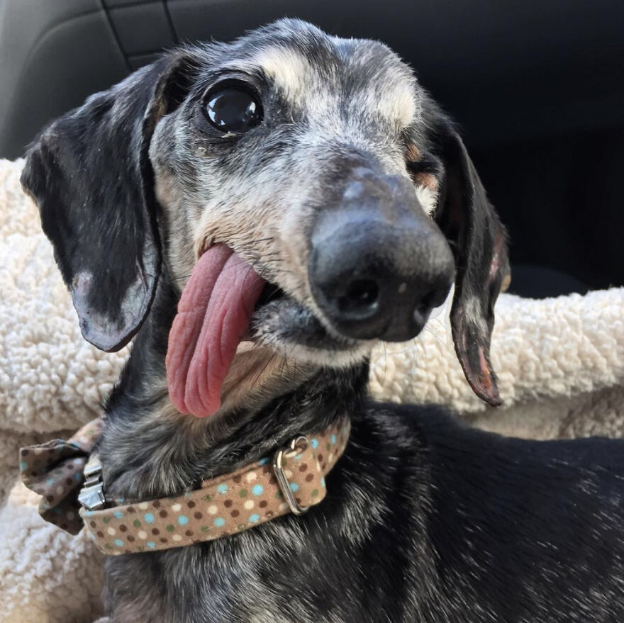 close-up dog's face with his tongue hanging out