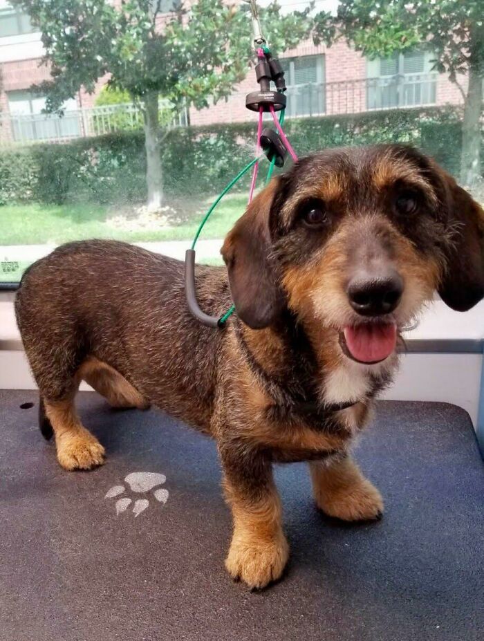 Adoptamos un perro mayor y cada día lo queremos más. Este es Teddy después de su primer baño