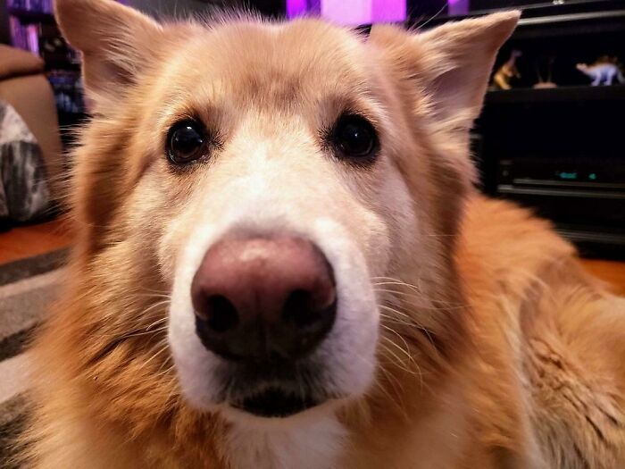 This Is My Boy Bailey. He's Not A Pup. He's Not A Senior. He Just Wants A Boop