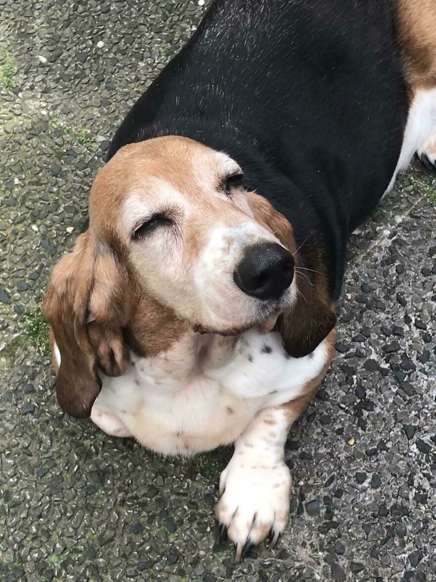a close-up dog's face with a closed eyes