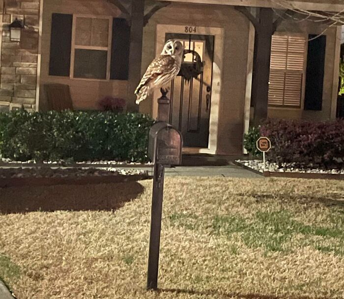 I’ve Heard This Owl For Years And Tonight Is The First Time I’ve Seen It