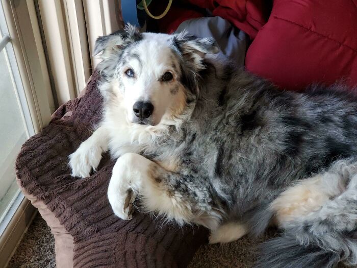 The Vet Called My Boy A Rock Star!