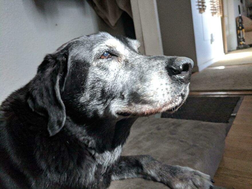 Turned 14 Recently, He Can't Walk Much Anymore, But He's Still Majestic 