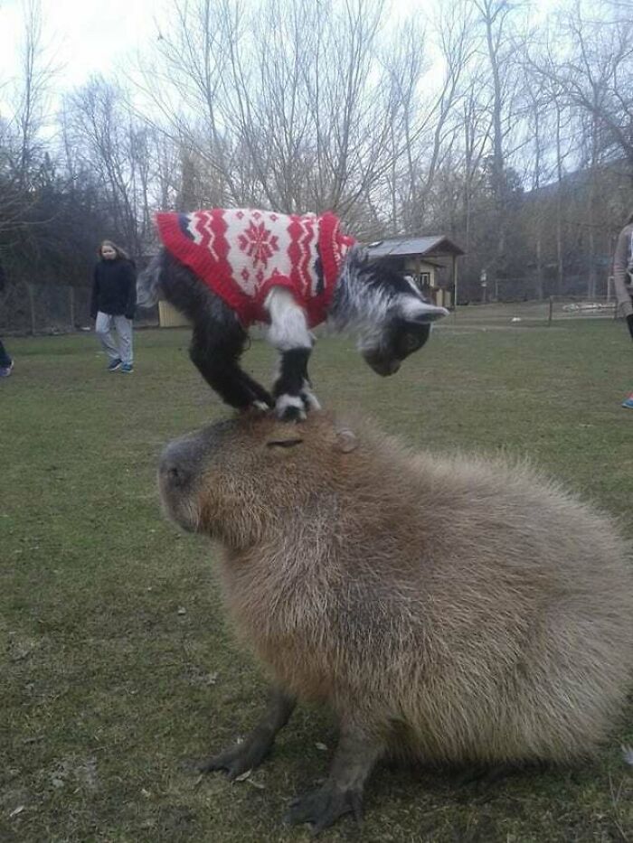 Capybara: You've Got To Be Kidding Me