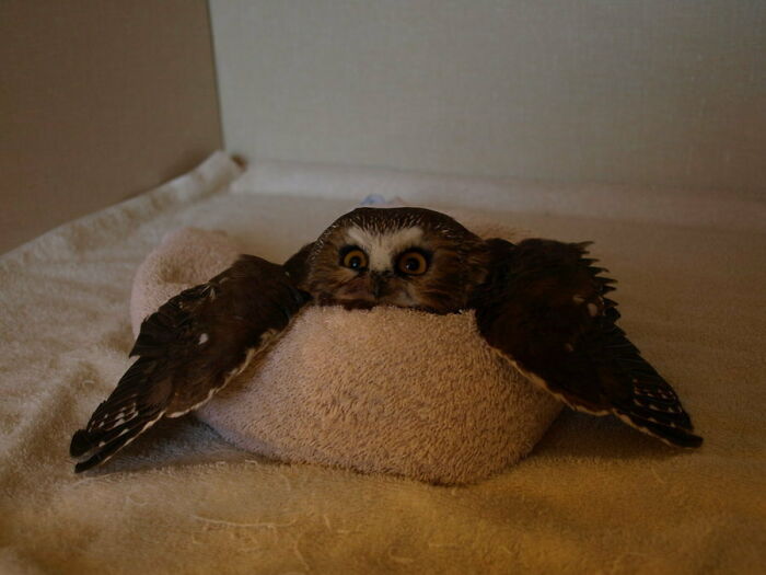 Owl On A Towel