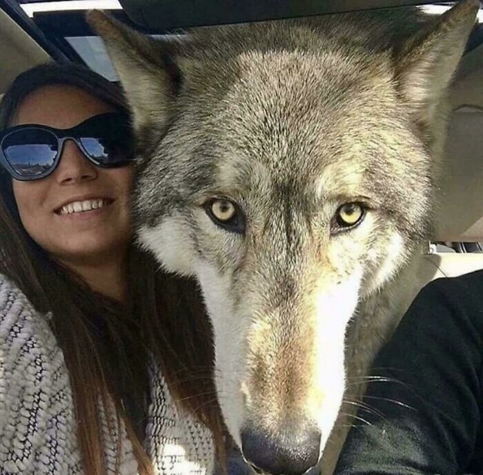 Came Across This Unit In Another Sub. A Sanctuary Took This Dog In And His Dna Testing Shows 87.5 % Gray Wolf, 8.6 % Siberian Husky, And 3.9 % German Shepherd