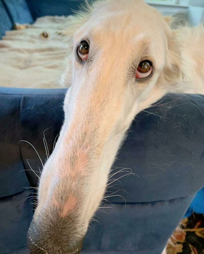 Eris And Her Absolute Snoot (12.2'')