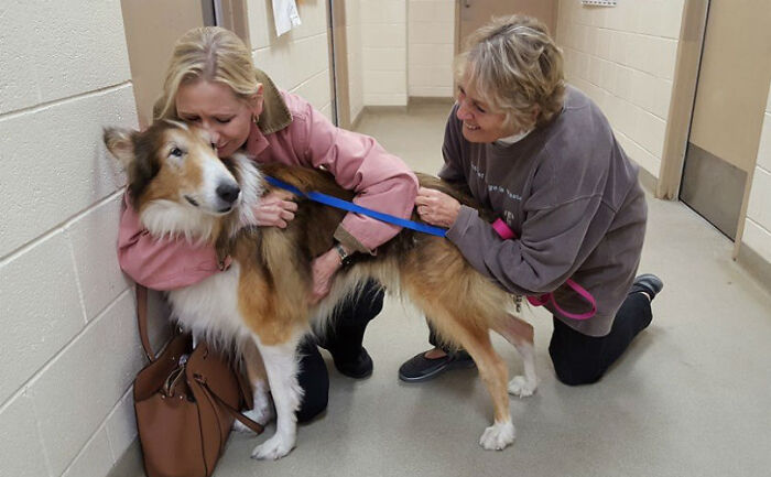 16 Year-Old Collie Dumped At A Shelter Because The Family No Longer Had Time For Him Taken In By Senior Dog Living Center (Yes, Those Exist)