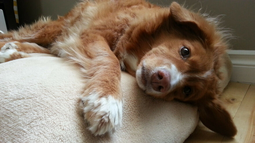 a red dog lying on the dog bed