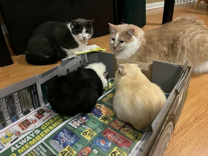 Guinea Pigs With Their Coordinating Cats