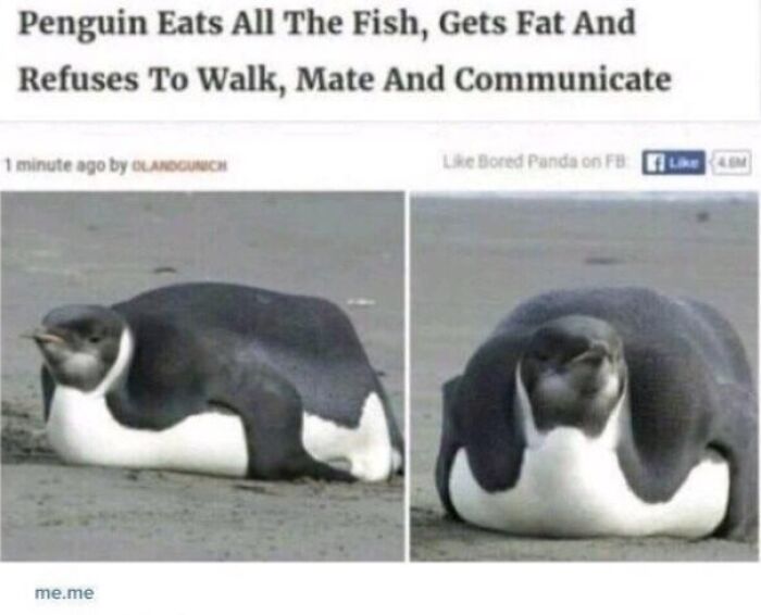 Chonky Pingu