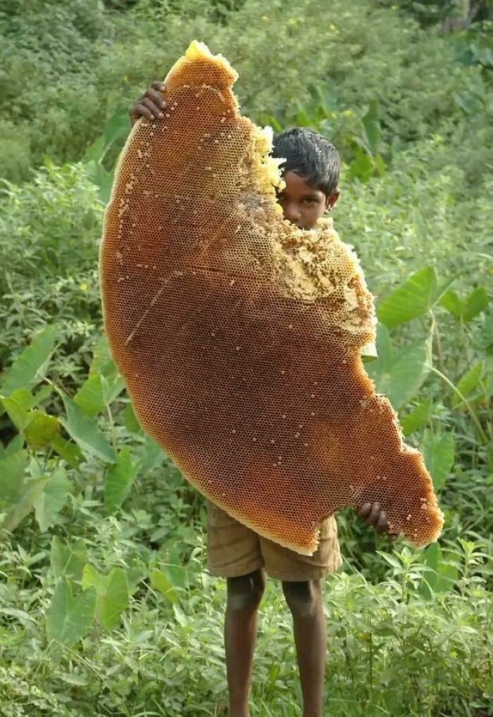This Absolute Unit Of A Honeycomb
