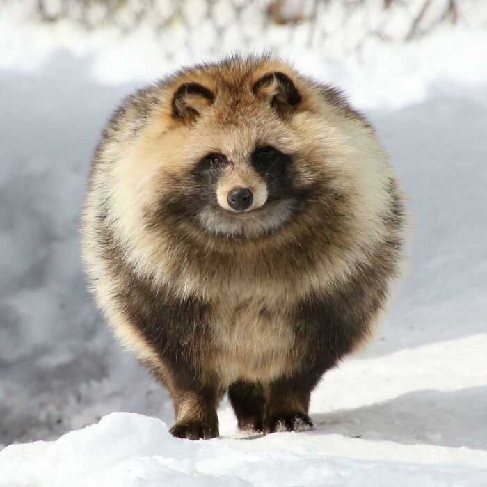 This Tanuki Is An Absolute Unit With Winter Floofs As Well
