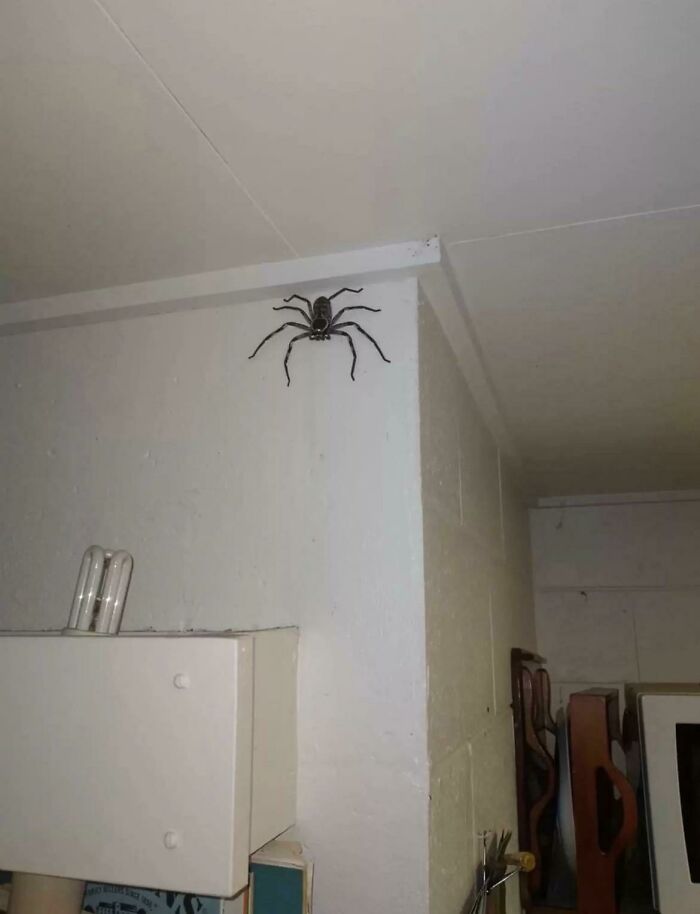 Huntsman Spider. Speechless