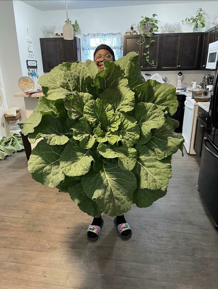 These Collard Greens!!