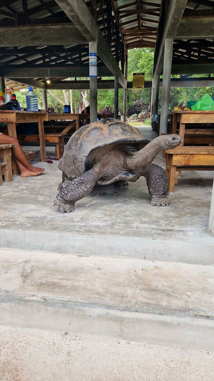 Seychelles Giant Tortoises Just Roam Around The Islands, They Don't Have Natural Predators There Because Well