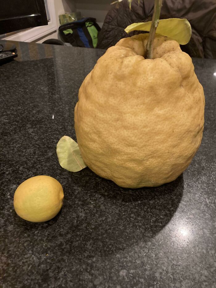 I Was Told This Sub Might Like To See This Giant Lemon From My Sister-In-Law's Lemon Tree. She Gets A Few Of These Every Year. Regular-Sized Lemon For Scale. It's 5 Lbs!