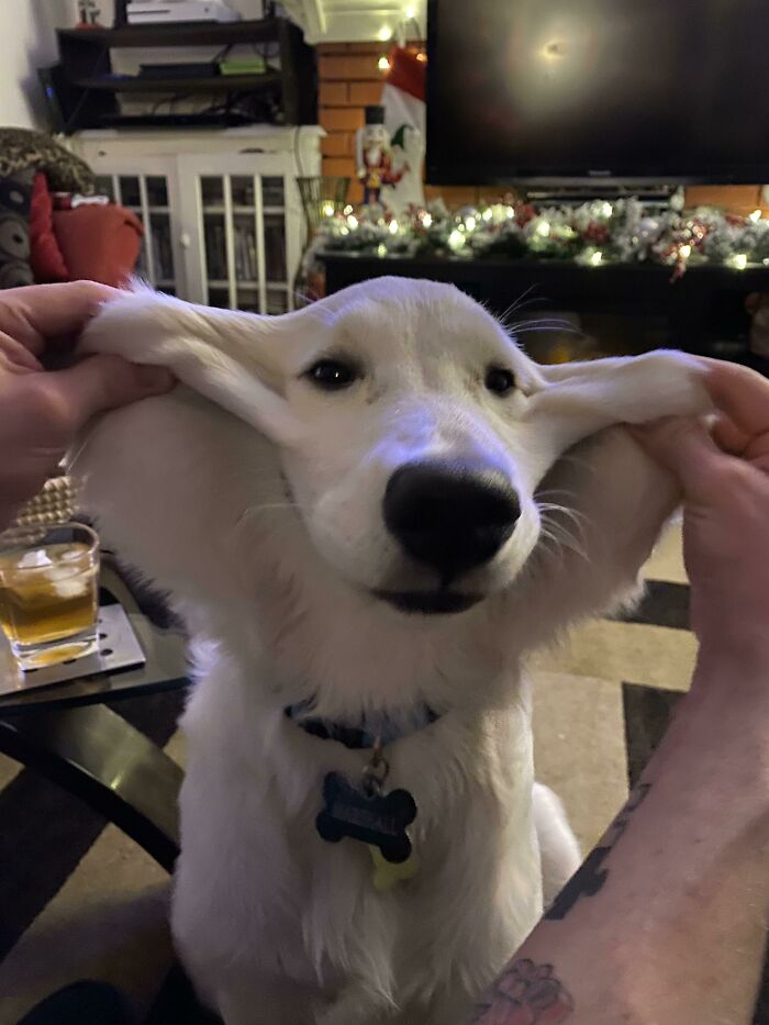 Absolute Units Of Marshall Cheeks