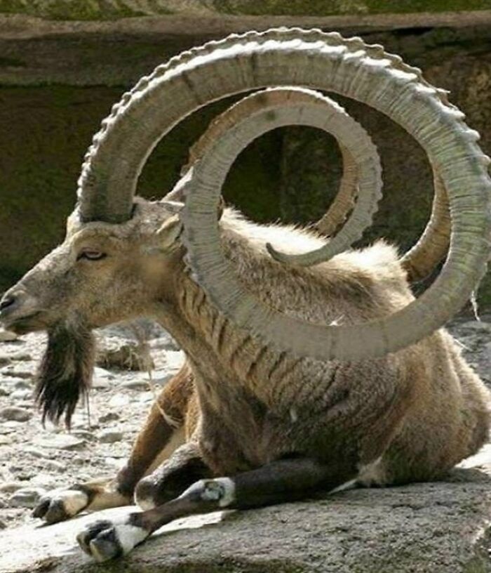 This Old Goat Looks Very Wise