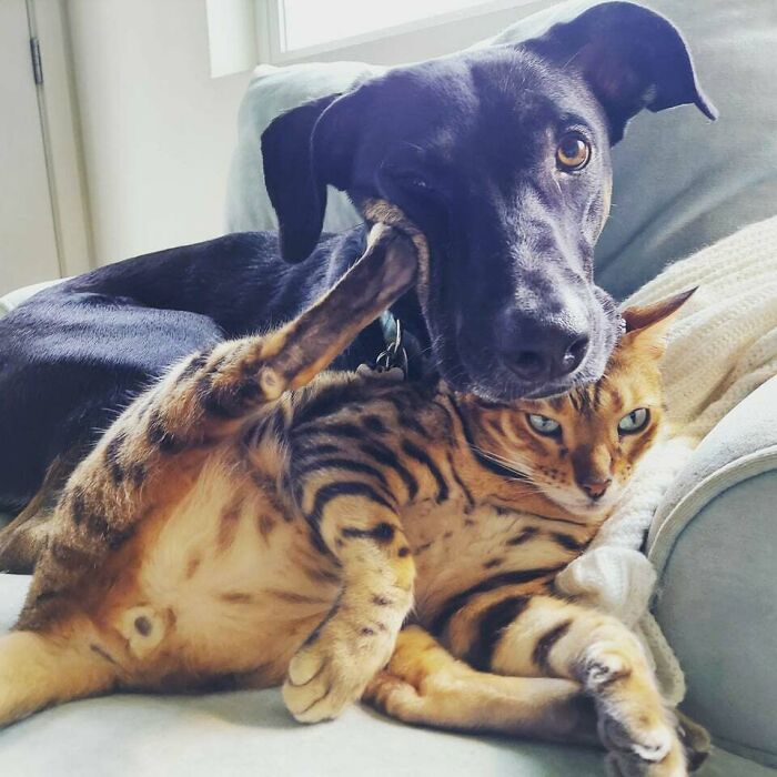 Spaghetti De Meatboll (Cat) And Tulip (Dog) Are Besties