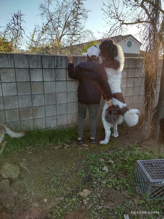 Our Rescue Pup, 11.5 Months Old