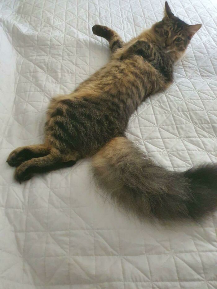 The Absolute Unit Of A Tail On My Cat