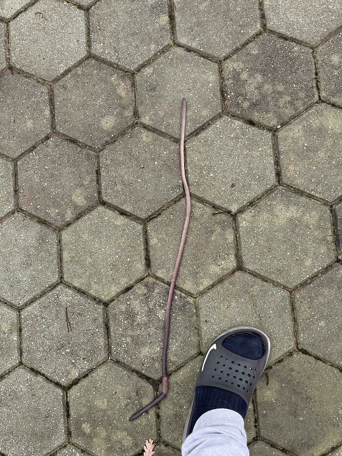 Rain Worm / Shoe Size 9.5 For Comparison