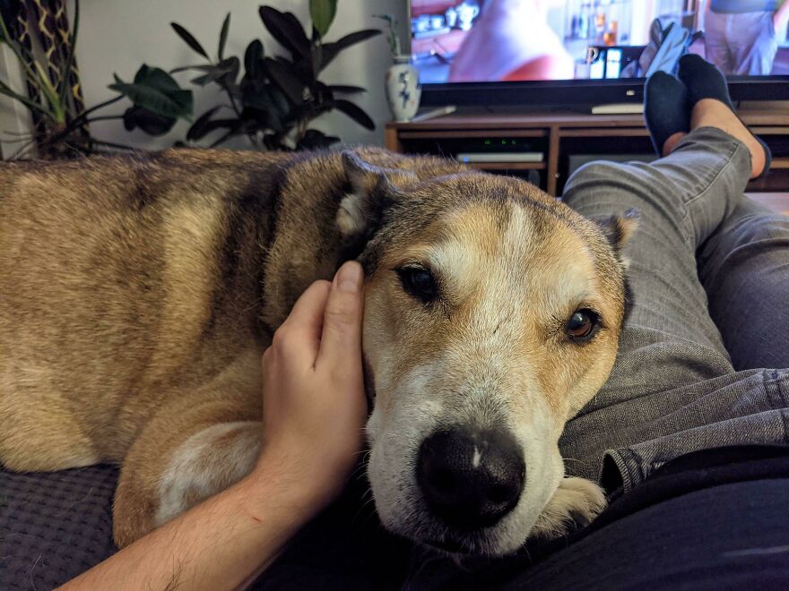 a dog rested his head on a human