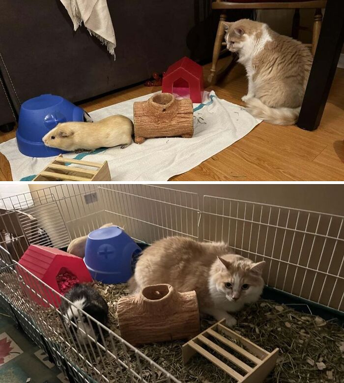 Cat Really Likes The Guinea Pigs